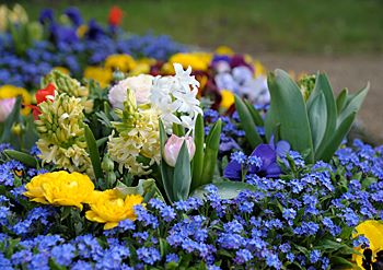 Frühlingserwachen auf dem Friedhof