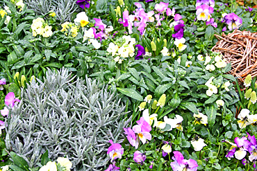 Frühlingserwachen auf dem Friedhof