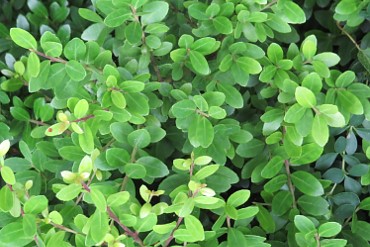 Mit der dichten und kompakten Verzweigung weist Ilex Crenata durchaus Ähnlichkeiten zum Buchs auf. Foto: GdF, Bonn