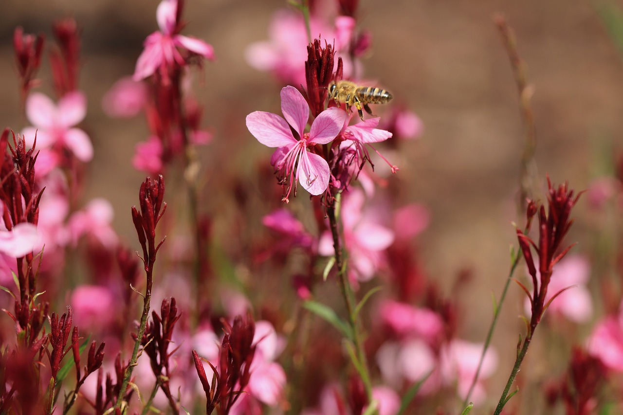 gaura lindheimeri 4431739 1280