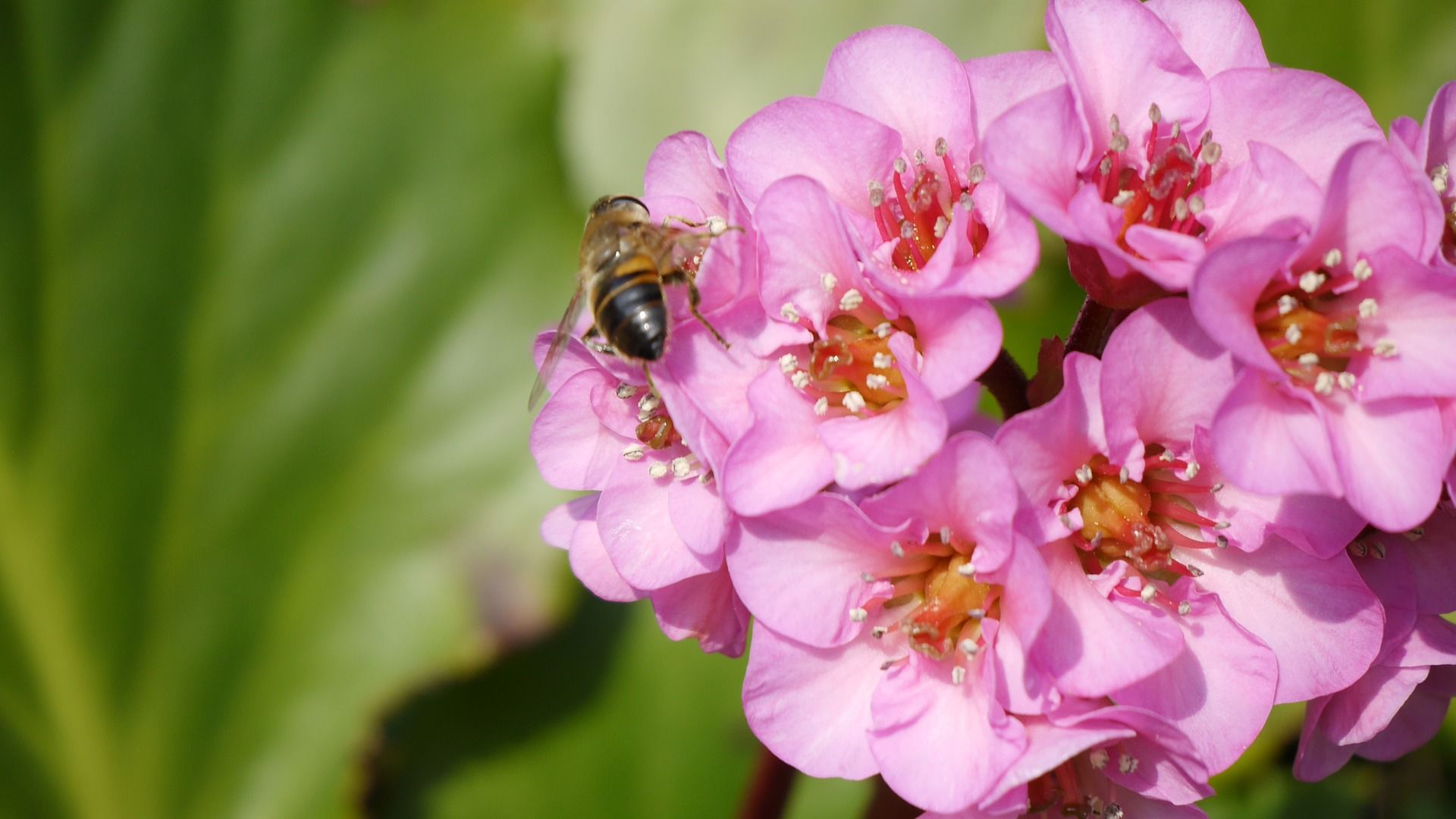 bergenia cordifolia